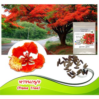 เมล็ดหางนกยูงฝรั่ง (Flame Tree) เมล็ดต้นหางนกยูงฝรั่ง ต้นหางนกยูงฝรั่ง เมล็ดพันธุ์ต้นหางนกยูง ปลูกไม้ประดับ ไม้ยืนต้น