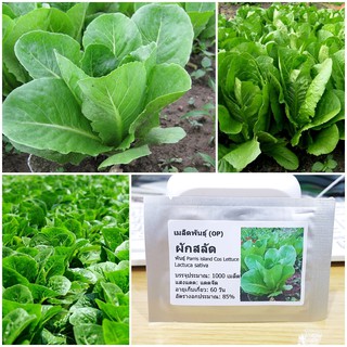 เมล็ดพันธุ์ ผักสลัด ปารีสไอแลนด์คอส (Parris island Cos Lettuce Seed) บรรจุ 1000 เมล็ด คุณภาพดี ราคาถูก ของแท้ 100%