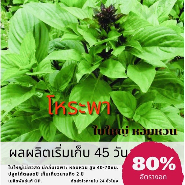 เมล็ดพันธุ์ โหระพา 3500 เมล็ด ราคาถูก ปลูกง่าย ปลูกไว้ทานกินเอง ซื้อ10แถม1 คละได้