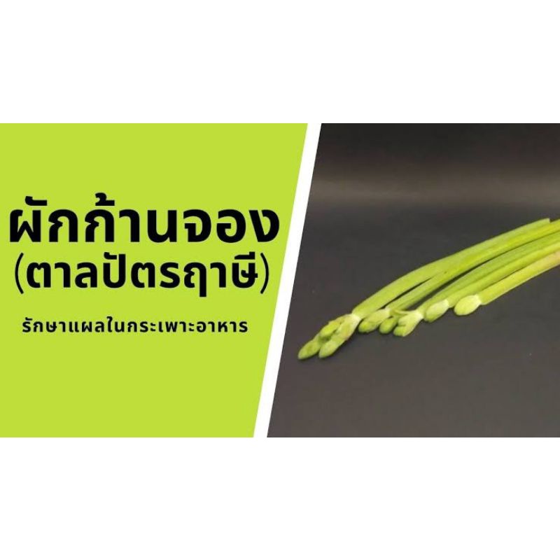 ต้นพันธุ์ ผักก้านจอง/ผักพายตาลปัตรฤาษี (ชุด10ต้น)