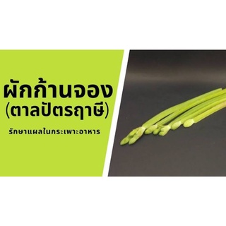 ต้นพันธุ์ ผักก้านจอง/ผักพายตาลปัตรฤาษี (ชุด10ต้น)