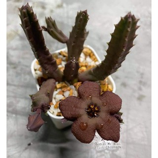 เก๋งจีน ดอกสวย Stapelia schinzii เด็ดสด ราคา/กิ่ง