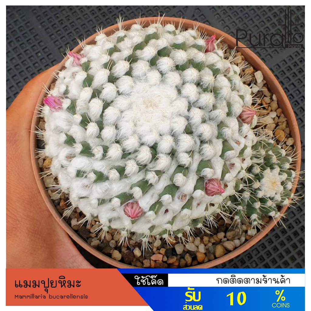 ต้นกระบองเพชร แมมอิรุซามุ แมมปุยหิมะ Mammillaria Bucareliensis Erusamu  Cactus Mammillaria แคคตัส - Peesupee - Thaipick