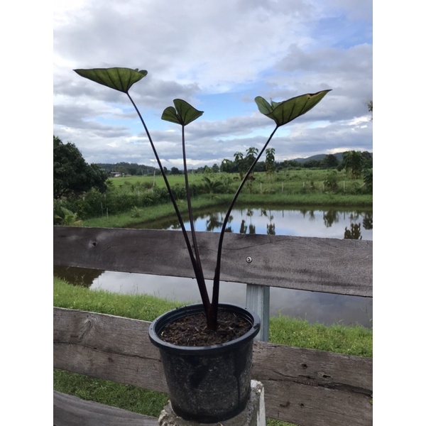 บอนคอฟฟีคัพ/บอนถ้วยก้านดำ/Colocasia coffee cup