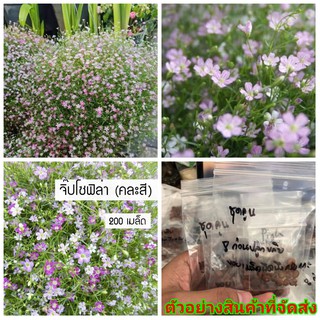 (ขาย เมล็ด)  จิ๊บโซฟิลล่า คละสี  Gypsophila เมล็ดพันธุ์ดอกไม้สวยงาม