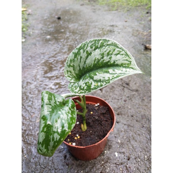 พลูหัวใจแนบอุรา(Satin Pothos, Silver hilodendron)