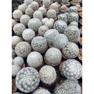 ขนนกขาวMammilaria plumosa