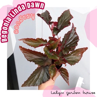 🍂❤️ บีโกเนียใบแดง (begonia linda dawn)ไม้ในร่ม แดดรำไร ออกดอกสีชมพู กระถาง 3 นิ้ว ใบสีแดง🍂❤️