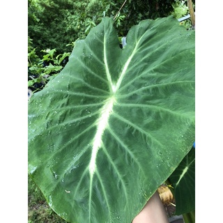 Colocasia nancy บอนแนนซี่ ต้นใหญ่ แข็งแรง พร้อมกระถาง หน้าออกแล้ว