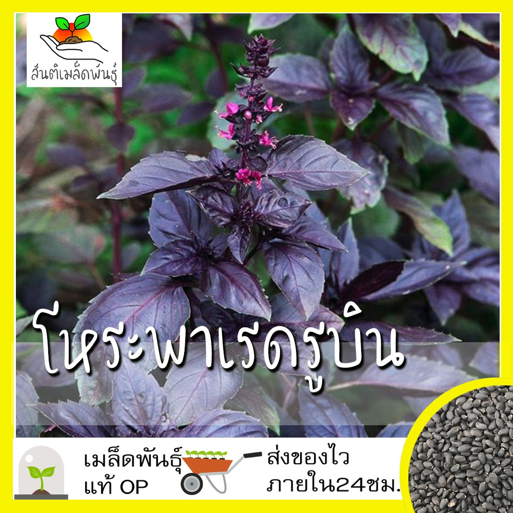 เมล็ดพันธุ์ โหระพา เรดรูบิน 100 เมล็ด Red Rubin Basil seed เมล็ดพันธุ์แท้ นำเข้าจากต่างประเทศ ปลูกง่าย โตไว พืชผัก