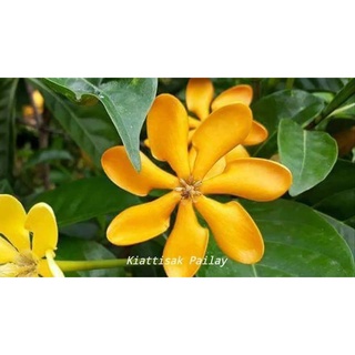 พุดน้ำบุษย์ หรือ Golden Gardenia (กทม)