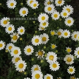 เมล็ดพันธุ์ ดอกเดซี่ สีขาว100 เมล็ด White Daisy Silver Princess Seed เมล็ดพันธุ์แท้ ปลูกง่าย ไม่กลายพันธุ์