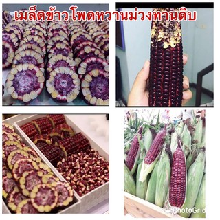 เมล็ดข้าวโพดหวานม่วงทานดิบ