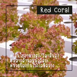 เรดคอรัล Red Coral (แบบเคลือบ ซองละ 500 เมล็ด)