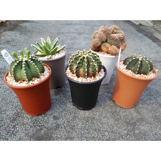 กระถางพลาสติก เบอร์ 8 สี ขนาดกว้าง 10 cm. สูง 11 cm. พร้อมส่ง