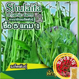 เมล็ดพันธุ์ผักบุ้งแก้ว 10กรัม เมล็ดผักบุ้งแก้ว ผักบุ้งเย็นตาโฟ ลำอวบใหญ่ ยอดสวย เป็นทีนิยมของตลาด ปลูกง่ายed CCNS