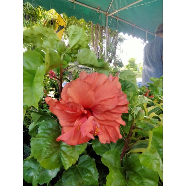 ต้นชบาฮาวายสีเหลืองดอกใหญ่ กระถาง 11 นิ้ว