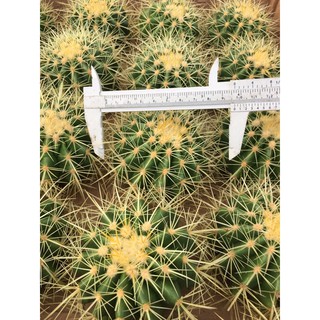 9-11 ซม. #แคคตัสราคาถูก# แคคตัสถังทอง (Golden barrel cactus)# กระบองเพชร # พืชทนแล้ง # ต้นไม้ทะเลทราย # อิชิโนแคคตัส