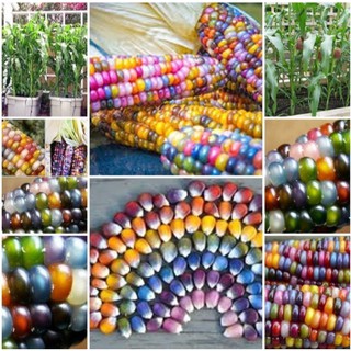 เมล็ดข้าวโพดอัญมณี บรรจุ Rainbow Corn Seeds20 เมล็ด เมล็ดพันธุ์ผัก บอนไซ ต้นไม้จิ๋ว ผักสวนครัว เมล็ดผัก เมล็ดพันธุ์