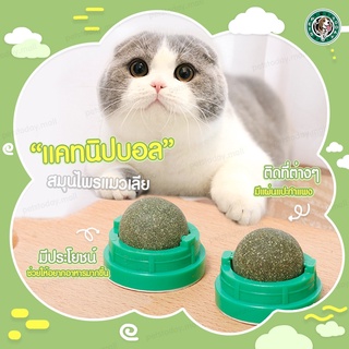 【พร้อมส่ง ถูกที่สุด 】😺 สมุนไพรแมวเลีย ลูกบอลแมวเลีย มีแผ่นแปะกำแพง ของเล่นแมว ลูกอมแมว cat แคทนิปบอล Catnip Ball ลูกบอล