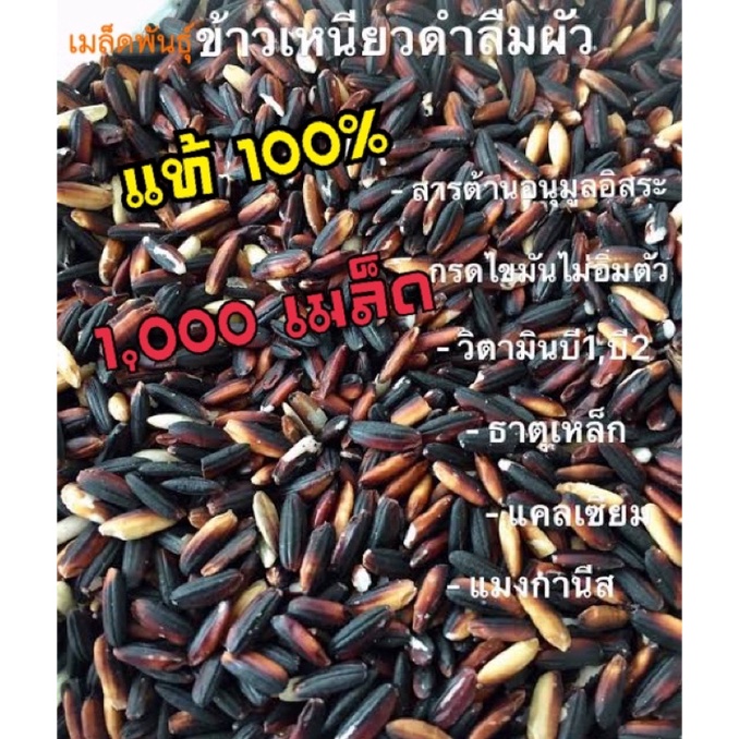 เมล็ดพันธุ์ข้าวเหนียวดำแท้ 100% หรือข้าวลืมผัวที่กินแล้วหยุดไม่ได้ หอม เหนียม นุ่ม วิตามินเยอะ