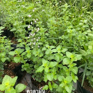 คาลามิ้น (Calamint) ดอกสีขาว