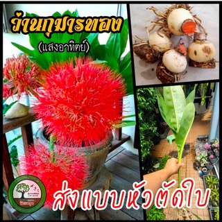 ุชุด 4 หัว ว่านกุมารทองเรียกทรัพย์ ว่านแสงอาทิตย์ หัวว่าน ว่าน กุมารทอง วงศ์พลับพลึง ว่านมงคล ไม้มงคล ไม้ฟอกอากาศ ต้นไม้