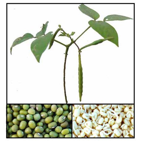 High Yeelding MONGGO SEEDS / MUNGBEAN - (135 seeds) FOR PLANTING ONLYเด็ก/พาสต้า/ดอกไม้/ผักชี/กระโปร
