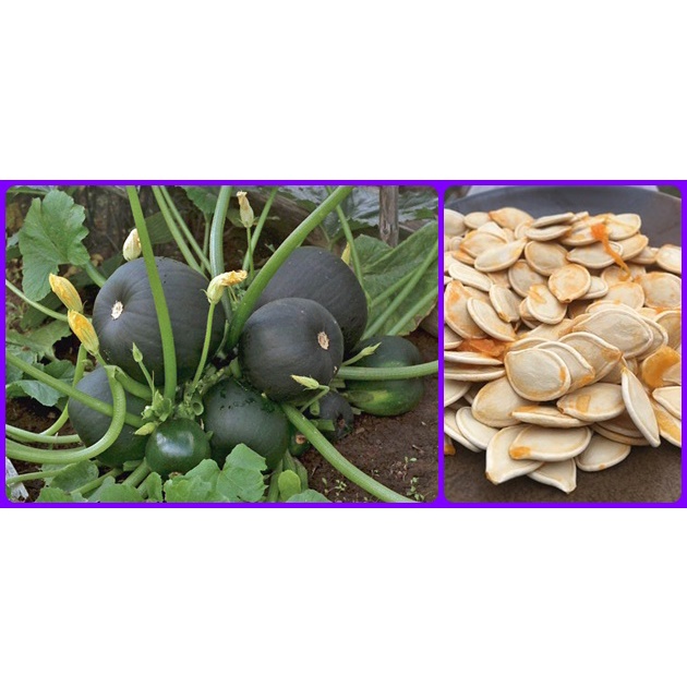 ซูกินี่กลม ยูเครน หือ ฟักยูเครน (Zucchini seeds from Ukraine)