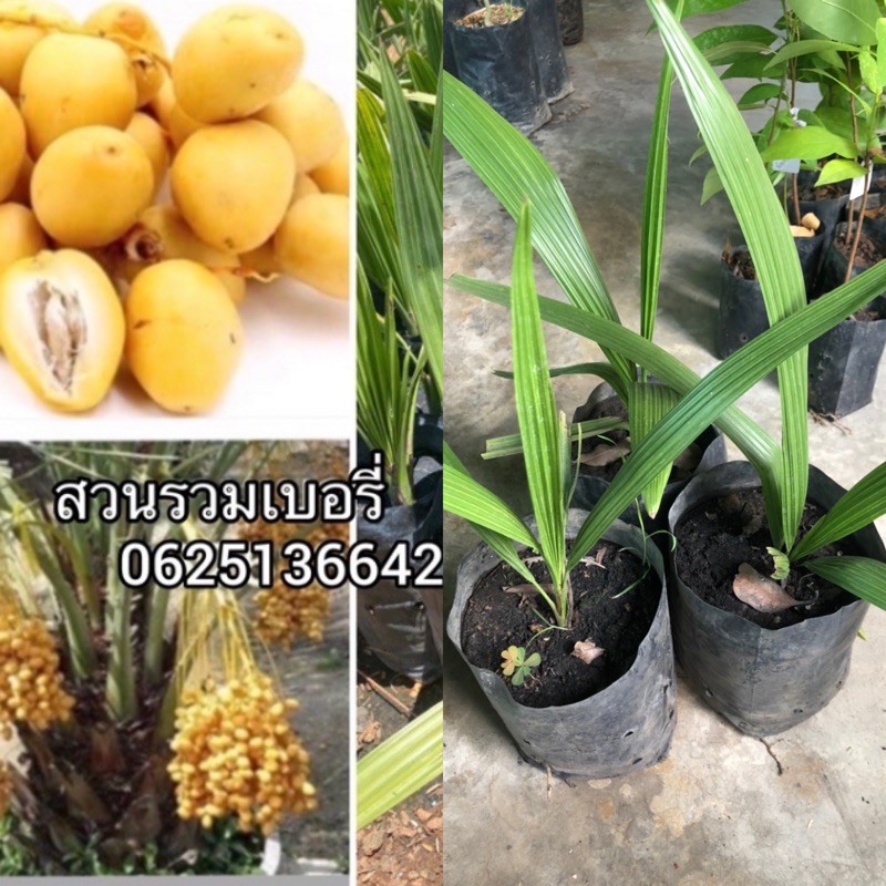 My Image 7