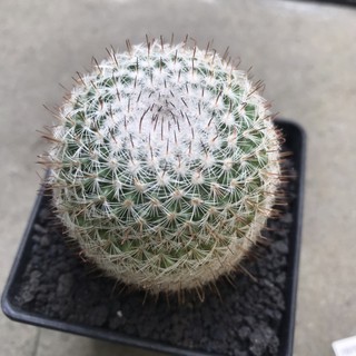 Mammillaria Elegans ไม้นำเข้า กระบองเพชรแมม