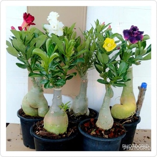 12 เมล็ด เมล็ดพันธุ์ ชวนชม สายพันธุ์ฮอลแลนด์ คละสี Adenium Seeds