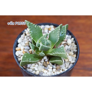 แคคตัส กรามเสือ Tiger Jaws (Faucaria tigrina)