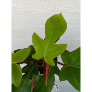 Philodendron Squamiferum ฟิโลก้ามกุ้งขน