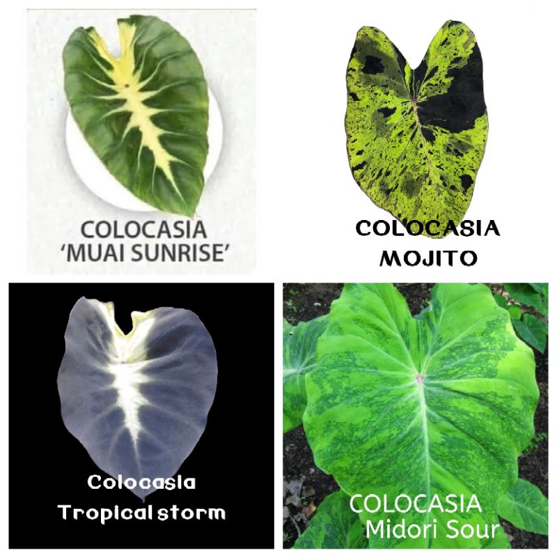 Colocasia| Muai sunrise มูอิซันไรส์ |Mojito|โมจิโต้|โมฮิโต้ |Colocasia Tropical storm|สตรอมส์