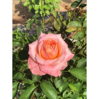 กุหลาบ​ วิคตอเรีย​ ซีเคร็ท​ (Victoria​n​ Secret Rose)​
