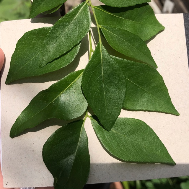 Fresh curry leaves/ใบแกง/ใบหอมแขก/ใบกะหรี่ แบบสด 50 กรัม