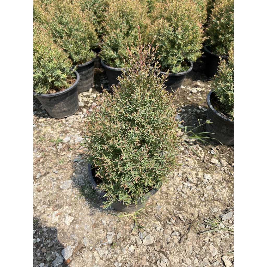 มุมมอง 2