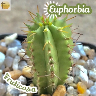 [ยูโฟเบียฟรูติโคซ่า] Euphorbia Fruticosa ส่งพร้อมกระถาง แคคตัส Cactus Succulent ไม้อวบน้ำ พืชอวบน้ำ ไม้หนาม ไม้โขด