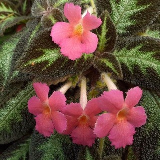 Episcia "พิงค์แพนเตอร์" กระถาง4นิ้ว