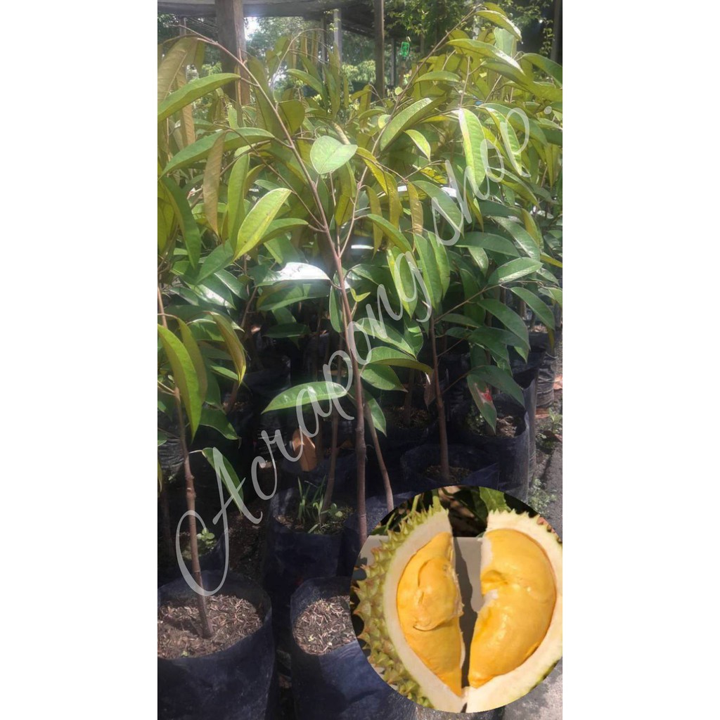 ต้นทุเรียนนวลทองจันทร์ สีผิวสวยเหลืองทอง หวานมัน เนื้อหนา เม็ดเล็กลีบ สูง 60-70 cm.(1ต้น/แพ็ค)
