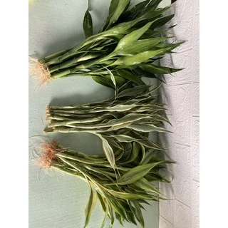 ไผ่กวนอิมสูงประมาณ25-35cm(10ต้น)มีรากแล้วพร้อมสำหรับปลูกลกระถาง ลงแปลงดิน