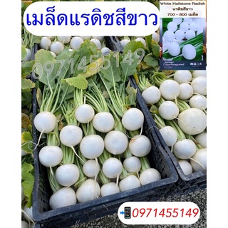 เมล็ดพันธุ์ผักกินหัว เมล็ดแรดิช เมล็ดหัวผักกาดแท้  แรดิชสีขาว  white hailstone radish  สายพันธุ์ OP