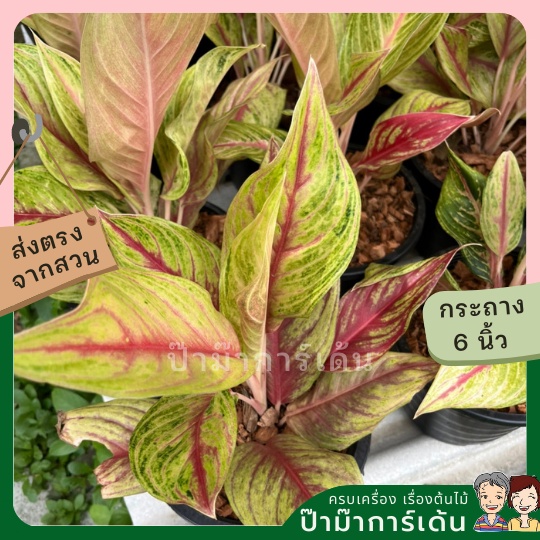 มุมมอง 3