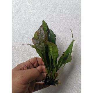 เฟรินรากดำต้นไม้น้ำ( Java fern )หลายชนิด Microsorium ต้นไม้ตกเเต่งตุ้ปลากรุณา อ่านรายละเอียกก่อนสั่ง