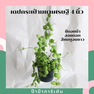 ต้นเดปกระเป๋ามหาเศรษฐี พร้อมกระถาง4นิ้ว