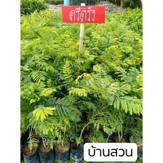 ต้นศรีตรังไม้ยืนต้นดอกสีม่วง