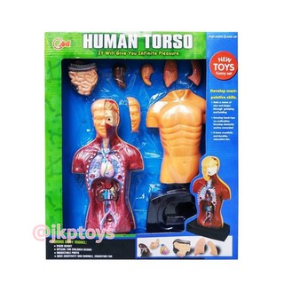 ชุดวิทยาศาสตร์ Human Body Model