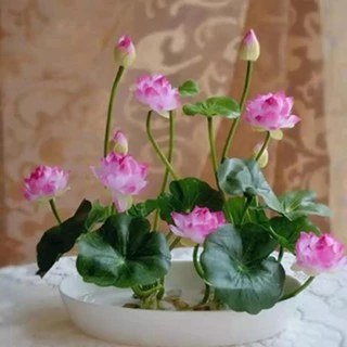 20เมล็ด เมล็ดพันธุ์ดอกบัวจิ๋ว เมล็ดพันธุ์ดอกไม้ ดอกบัวจิ๋ว บัวแคระคละสี ปลูกง่าย ออกดอกไว พร้อมส่งในไทย