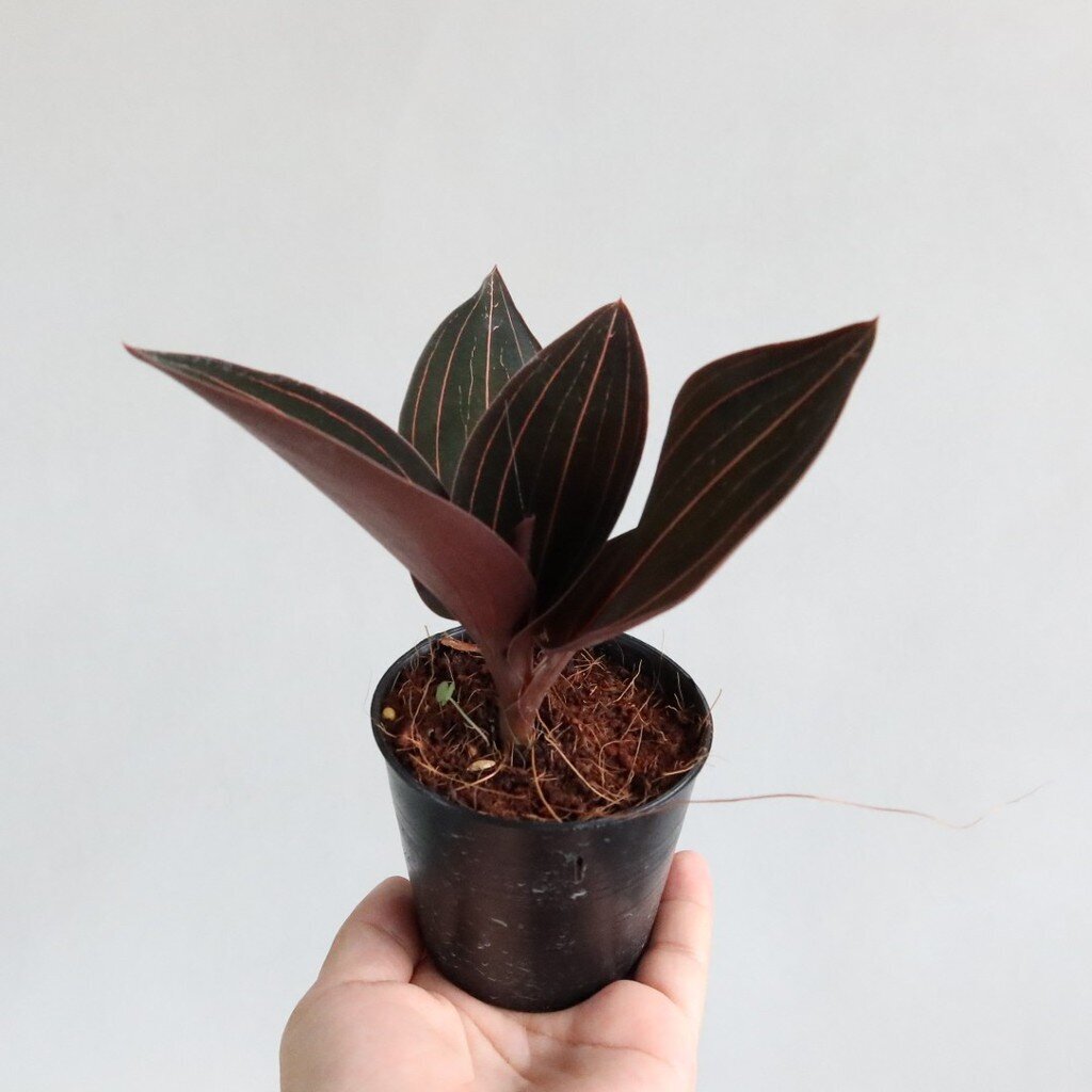 ต้นว่านลายน้ำทอง กล้วยไม้ดิน โตแล้วมีดอกสีขาว กระถาง 3 นิ้ว